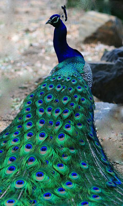 Peacock Wallpaper  Apps on Google Play